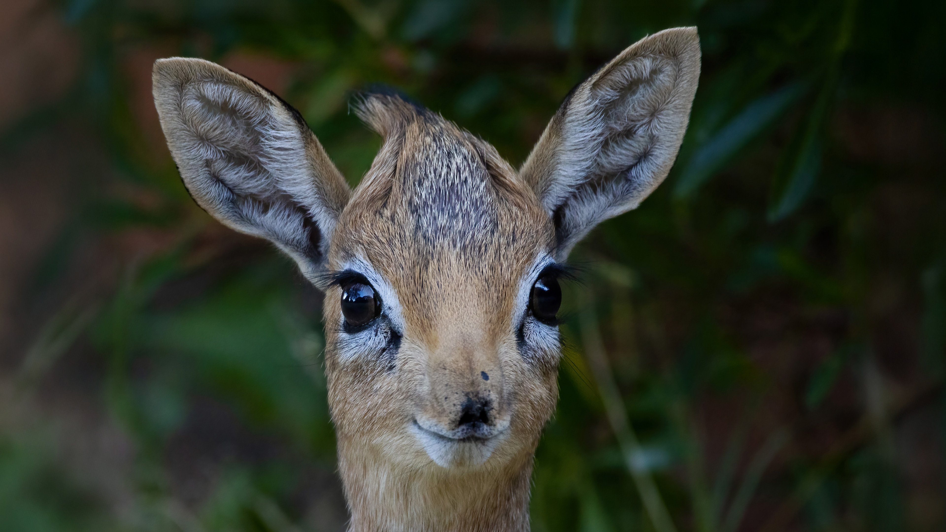 Photo de Me Aurousseau